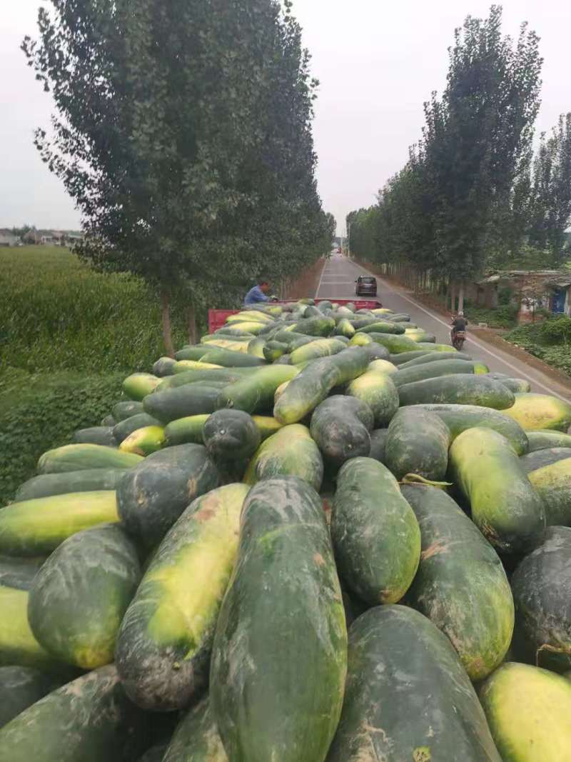 河南沁阳黑皮冬瓜大量上市中产地直销价格优惠欢迎联系