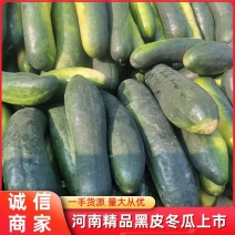河南沁阳黑皮冬瓜大量上市中产地直销价格优惠欢迎联系