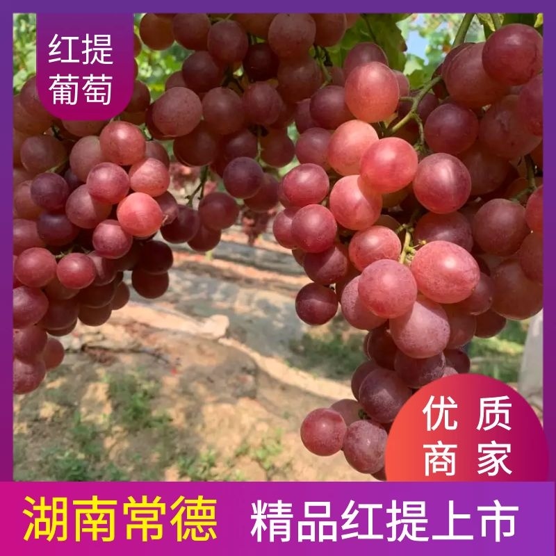 【优选】湖南澧县精品红提葡萄产地直供保质保量批发量大优惠