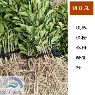 明日见柑橘苗,柑桔新品种阿斯蜜,象山桔苗基地直发