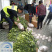 明日见柑橘苗,柑桔新品种阿斯蜜,象山桔苗基地直发
