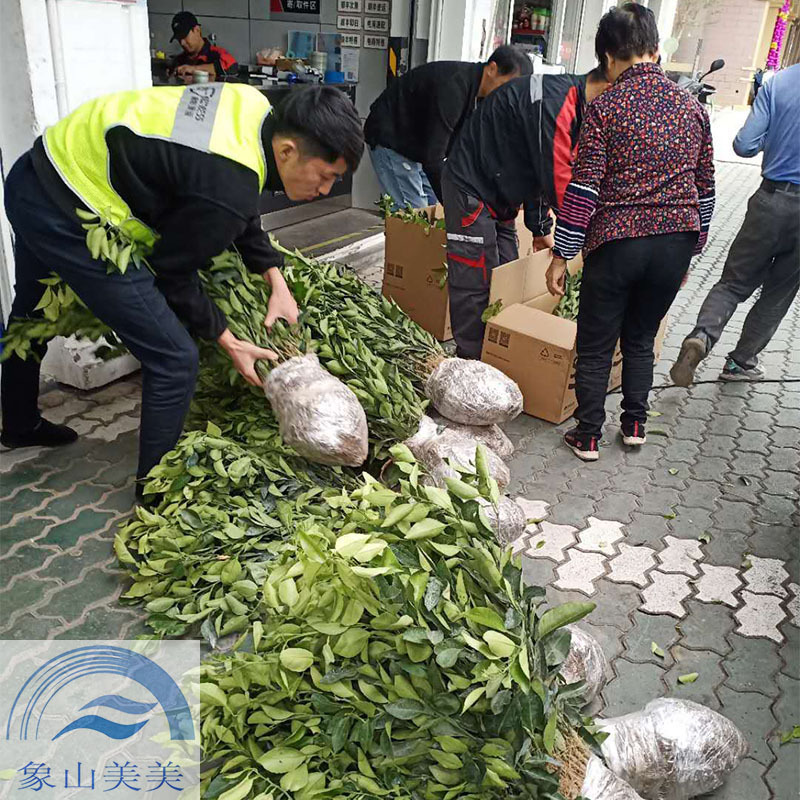 明日见柑橘苗，柑桔新品种阿斯蜜，象山桔苗基地直发