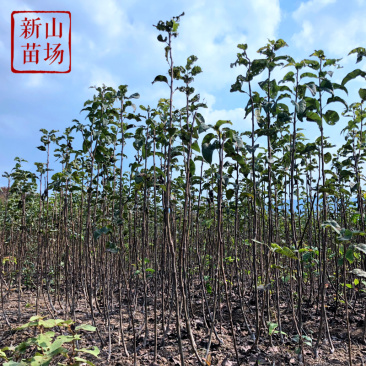 黄花梨苗晚熟梨苗黄花梨树苗授粉晚秋黄梨树苗