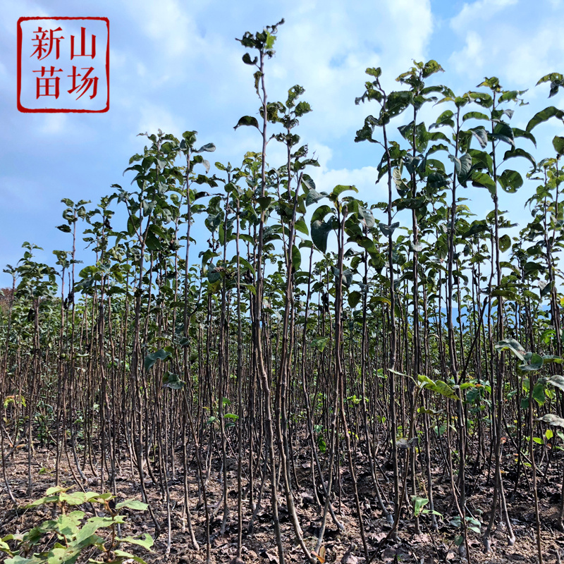 黄花梨苗晚熟梨苗黄花梨树苗授粉晚秋黄梨树苗