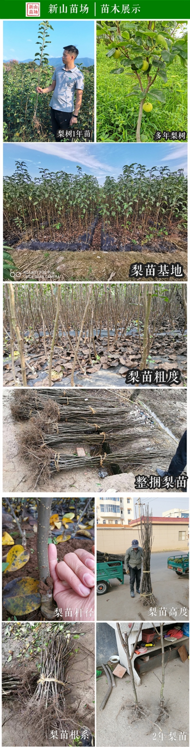黄花梨苗晚熟梨苗黄花梨树苗授粉晚秋黄梨树苗