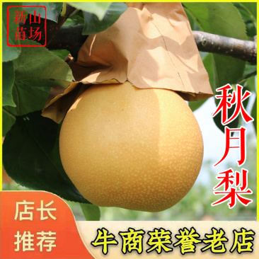 秋月梨苗【20株起发】秋月梨树苗日本梨树苗新品种