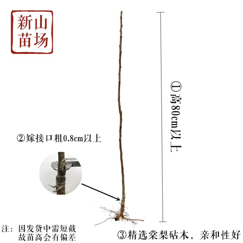 秋月梨苗【20株起发】秋月梨树苗日本梨树苗新品种