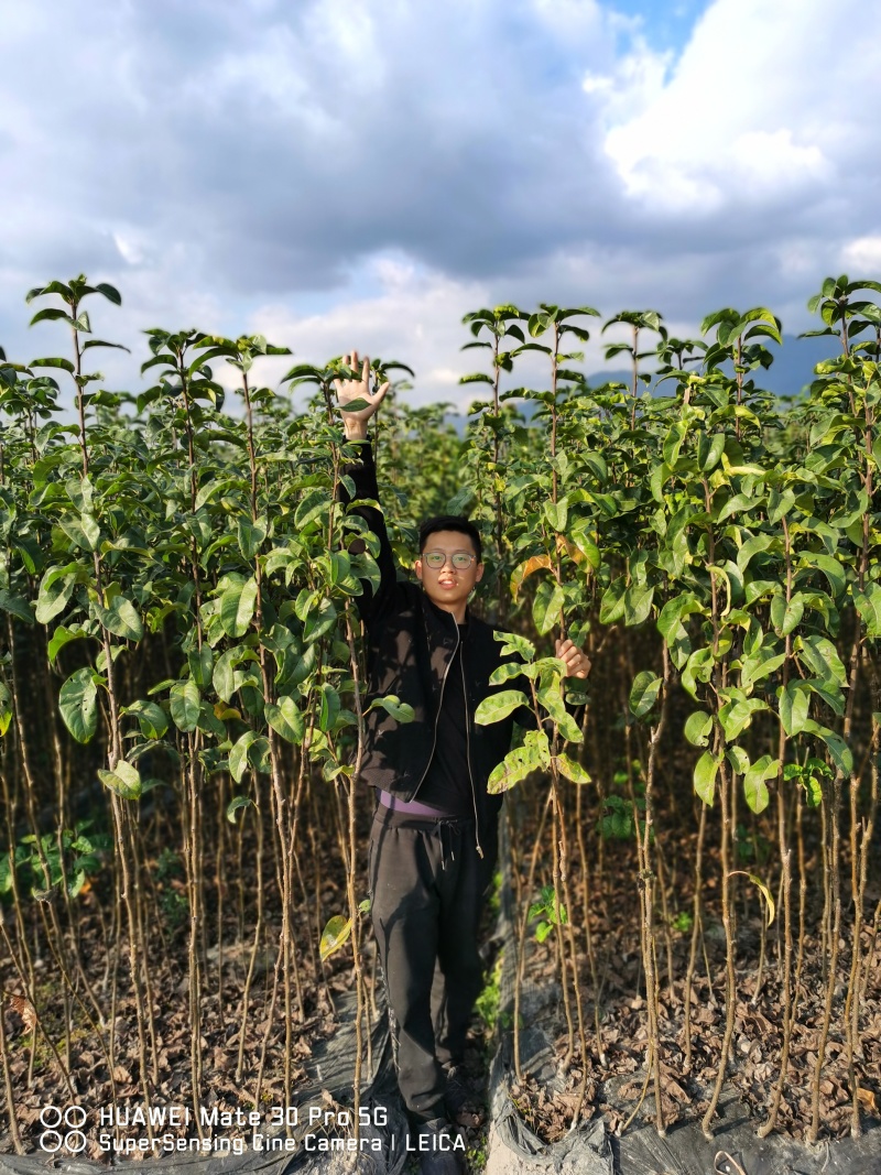 秋月梨苗【20株起发】秋月梨树苗日本梨树苗新品种