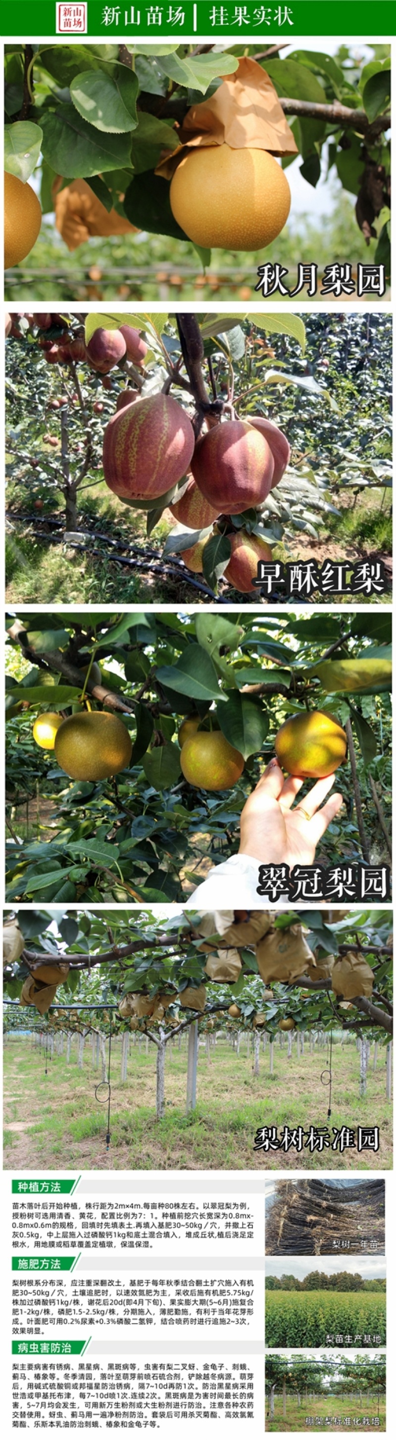 秋月梨苗【20株起发】秋月梨树苗日本梨树苗新品种