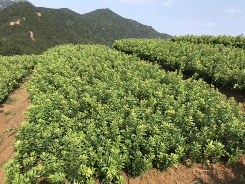 浙江东魁杨梅树苗东魁杨梅苗浙江仙居福建丽水