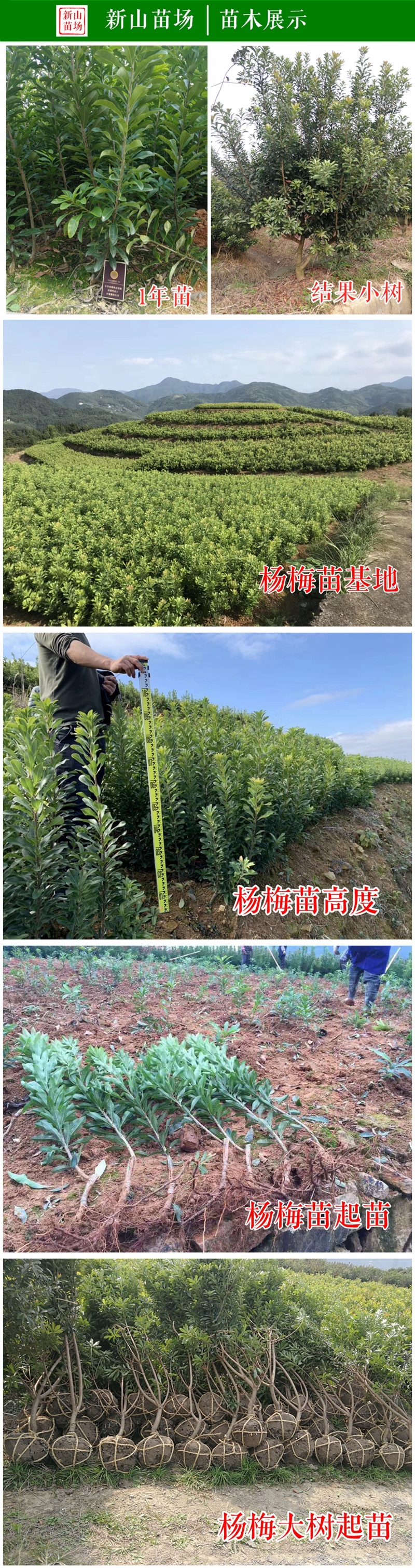 浙江东魁杨梅树苗东魁杨梅苗浙江仙居福建丽水