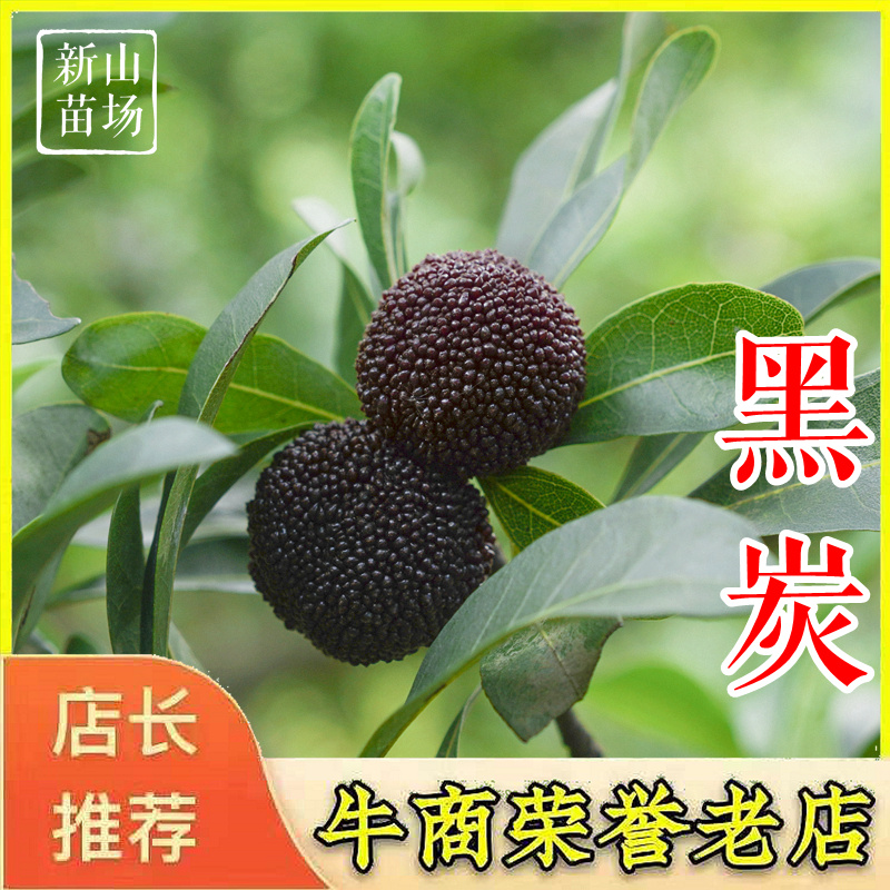 黑炭杨梅苗荸荠种杨梅苗荸荠杨梅树苗