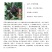 黑炭杨梅苗荸荠种杨梅苗荸荠杨梅树苗