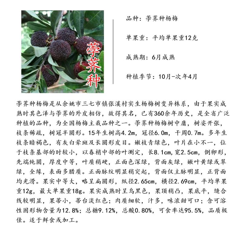 黑炭杨梅苗荸荠种杨梅苗荸荠杨梅树苗