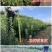 黑炭杨梅苗荸荠种杨梅苗荸荠杨梅树苗