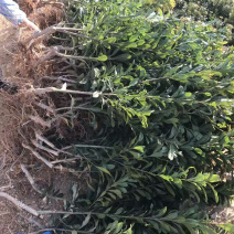 黑炭杨梅苗荸荠种杨梅苗荸荠杨梅树苗