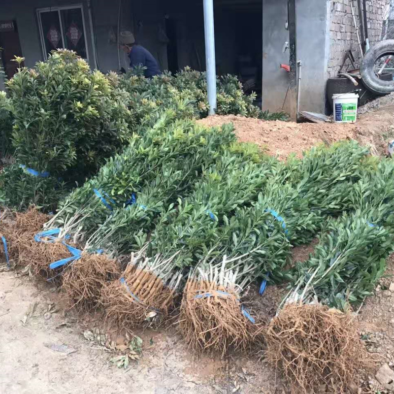 黑炭杨梅苗荸荠种杨梅苗荸荠杨梅树苗