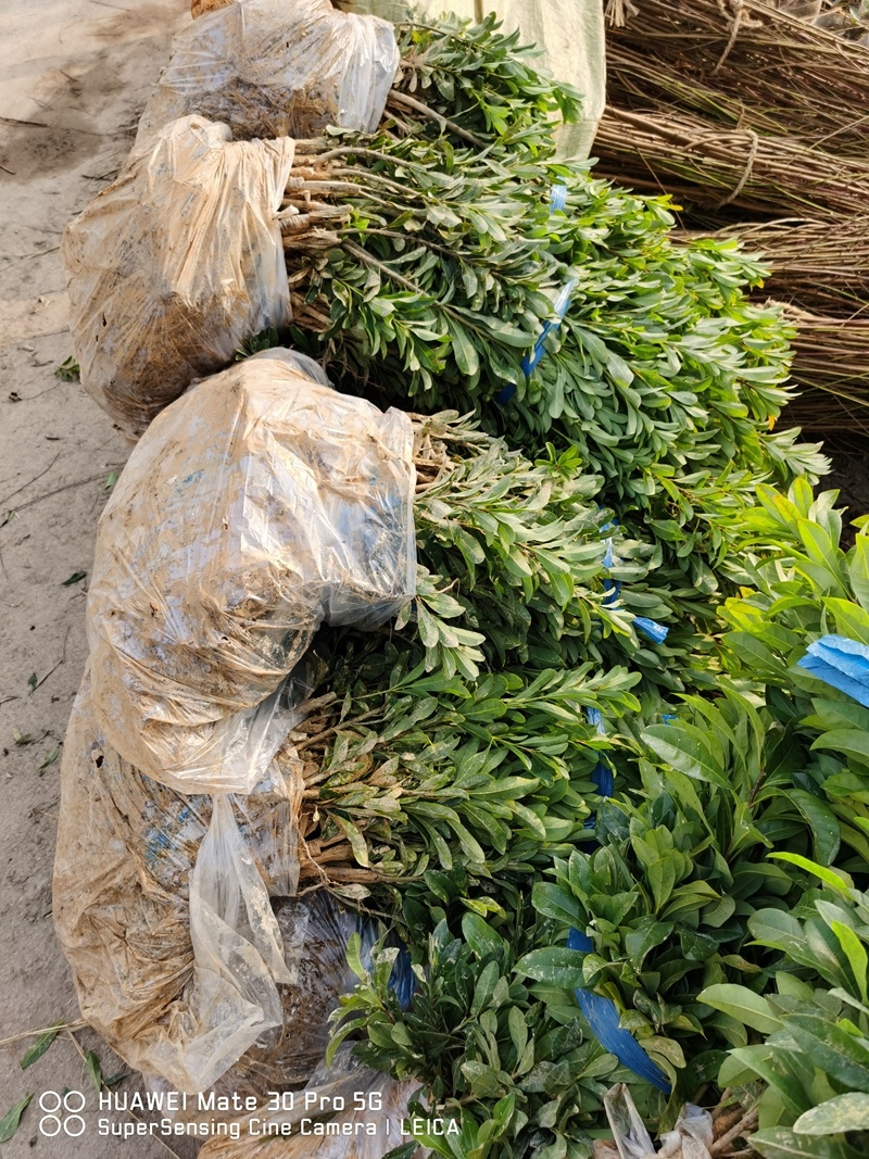 黑炭杨梅苗荸荠种杨梅苗荸荠杨梅树苗