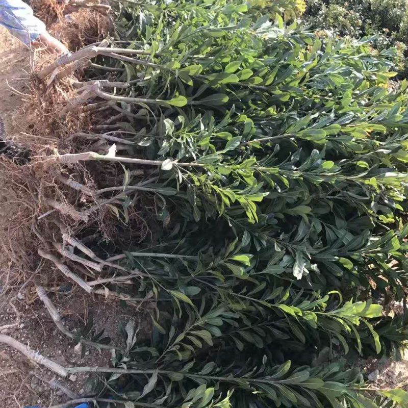 杨梅苗浙江嫁接杨梅树苗杨梅树东魁黑炭荸荠