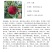 杨梅苗浙江嫁接杨梅树苗杨梅树东魁黑炭荸荠