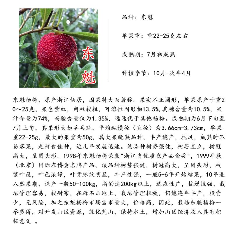 杨梅苗浙江嫁接杨梅树苗杨梅树东魁黑炭荸荠