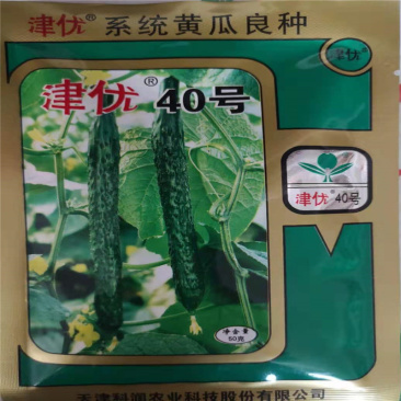 津优40号黄瓜种子天津科润津优系列黄瓜高产抗病