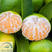 大分一号蜜桔苗，别称大丰，特早熟品种，象山柑橘精品