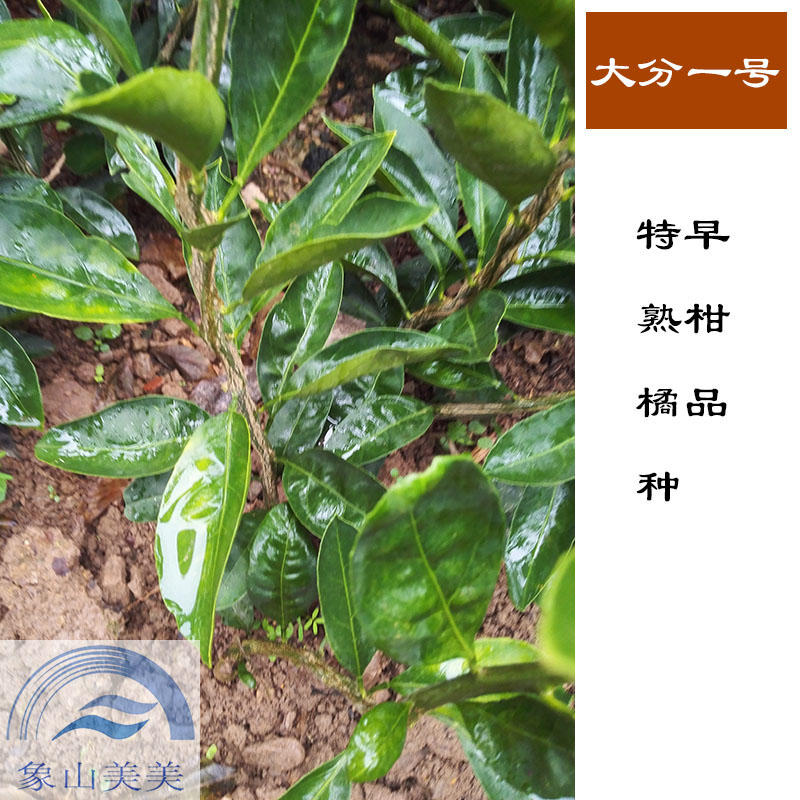 正宗大分柑桔树苗，特早熟蜜桔，浙江省认定品种