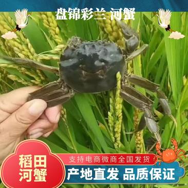 一两母河蟹优质稻田鲜美河蟹视频挑货质量保证