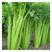 美国加州王西芹种子进口基地生长旺盛高产耐运性好香芹种子