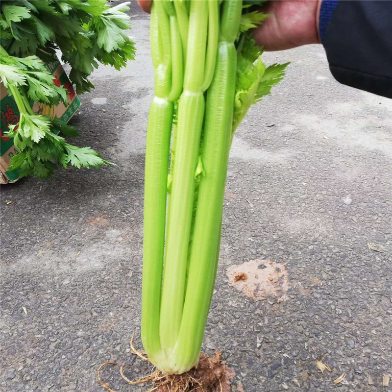 费德罗西芹种子生长旺盛农家蔬菜籽高产耐运大田蔬菜种子