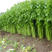 费德罗西芹种子生长旺盛农家蔬菜籽高产耐运大田蔬菜种子