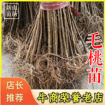 毛桃树苗毛桃苗占地实生桃树苗野桃树苗桃砧木苗