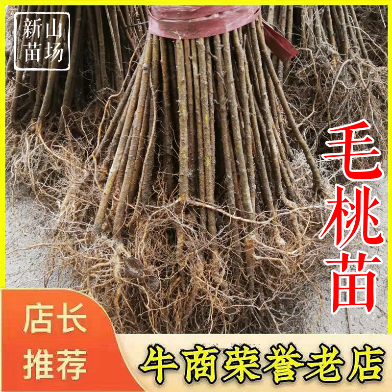 毛桃树苗毛桃苗占地实生桃树苗野桃树苗桃砧木苗