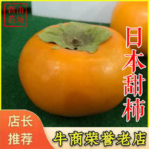 柿树日本甜柿子树苗柿子树苗新品种甜脆柿苗柿子苗