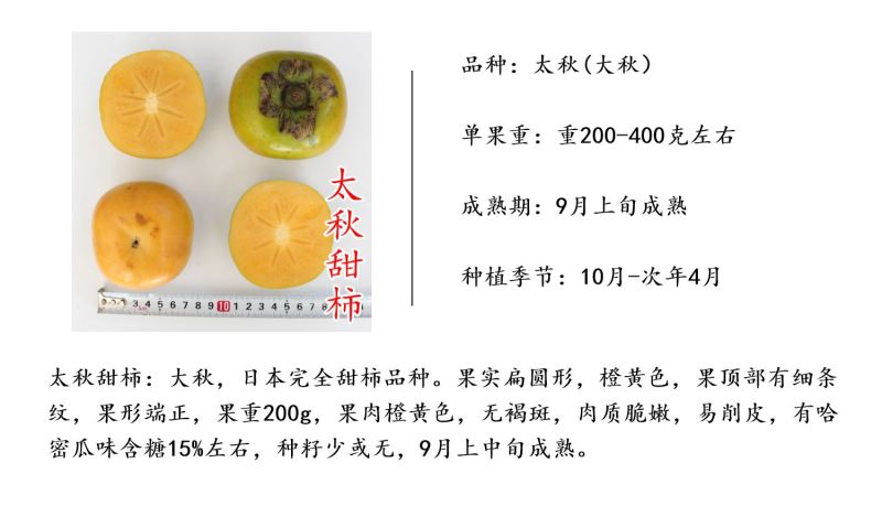 柿树日本甜柿子树苗柿子树苗新品种甜脆柿苗柿子苗