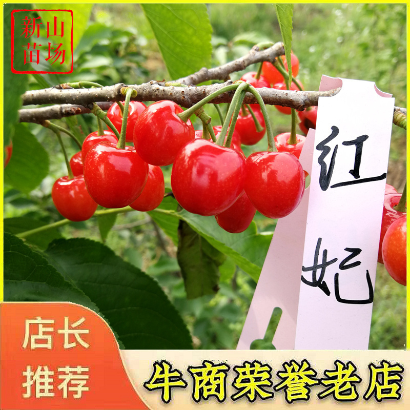 红妃樱桃苗樱桃树苗红妃苗玛瑙红新品种南方小樱桃苗