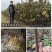 红妃樱桃苗樱桃树苗红妃苗玛瑙红新品种南方小樱桃苗