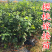 红妃樱桃苗樱桃树苗红妃苗玛瑙红新品种南方小樱桃苗