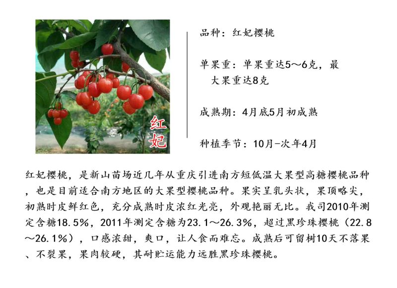 红妃樱桃苗樱桃树苗红妃苗玛瑙红新品种南方小樱桃苗