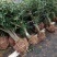 【规格齐全】猫儿刺10公分枸骨冬青、30公分猫儿刺3公分