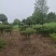 【规格齐全】猫儿刺10公分枸骨冬青、30公分猫儿刺3公分