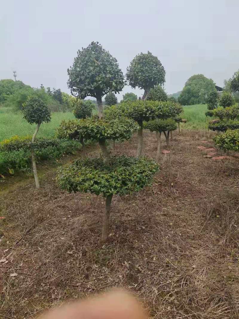 【规格齐全】猫儿刺10公分枸骨冬青、30公分猫儿刺3公分