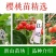 黑珍珠樱桃苗️乌皮樱桃树苗浙江嫁接樱桃苗南方种植