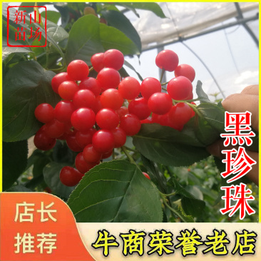黑珍珠樱桃苗️乌皮樱桃树苗浙江嫁接樱桃苗南方种植
