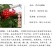黑珍珠樱桃苗️乌皮樱桃树苗浙江嫁接樱桃苗南方种植