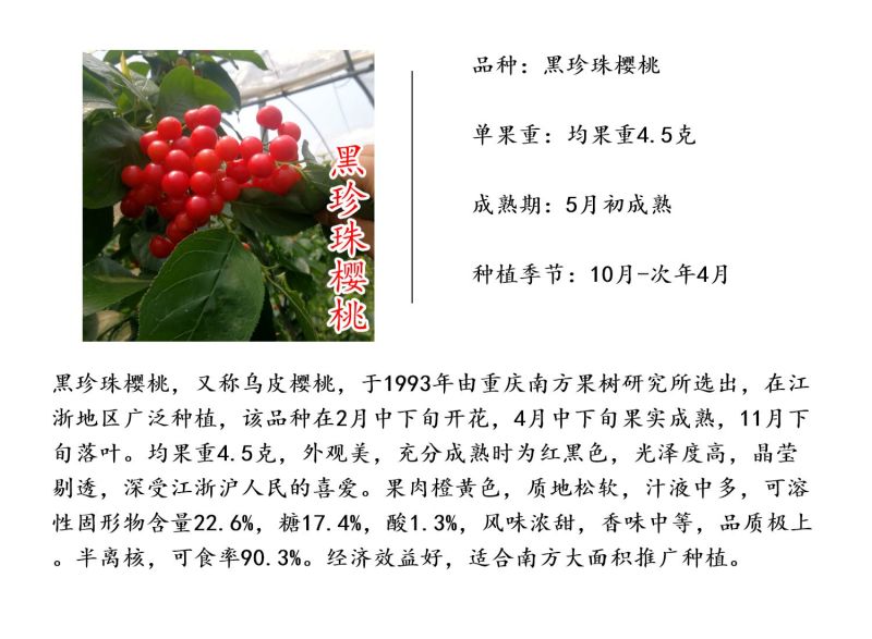黑珍珠樱桃苗️乌皮樱桃树苗浙江嫁接樱桃苗南方种植