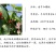 南早红樱桃苗樱桃树苗新品种早熟樱桃苗南早红