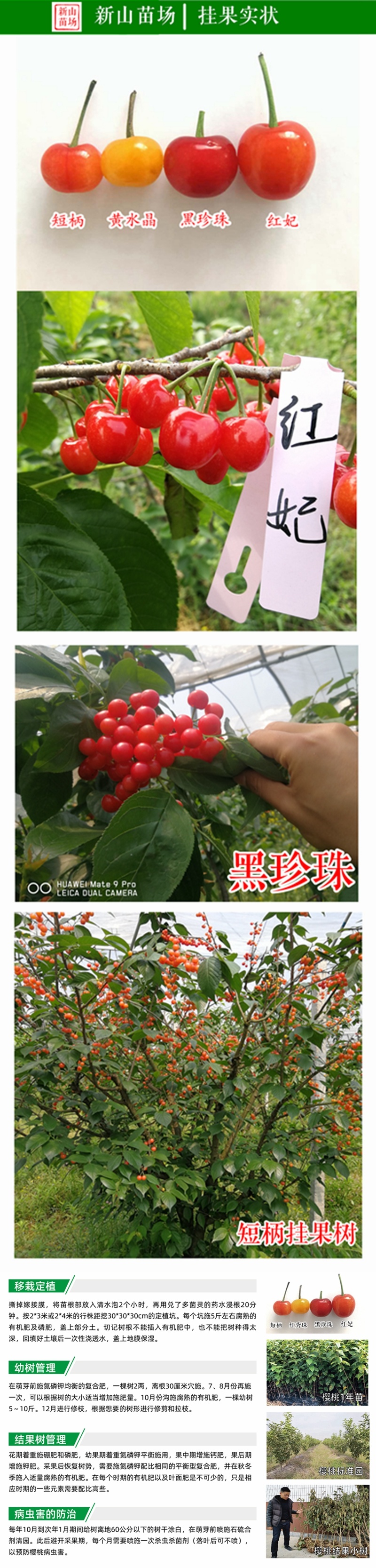 葛家坞早熟樱桃苗葛家坞樱桃树苗南方种嫁接樱桃苗