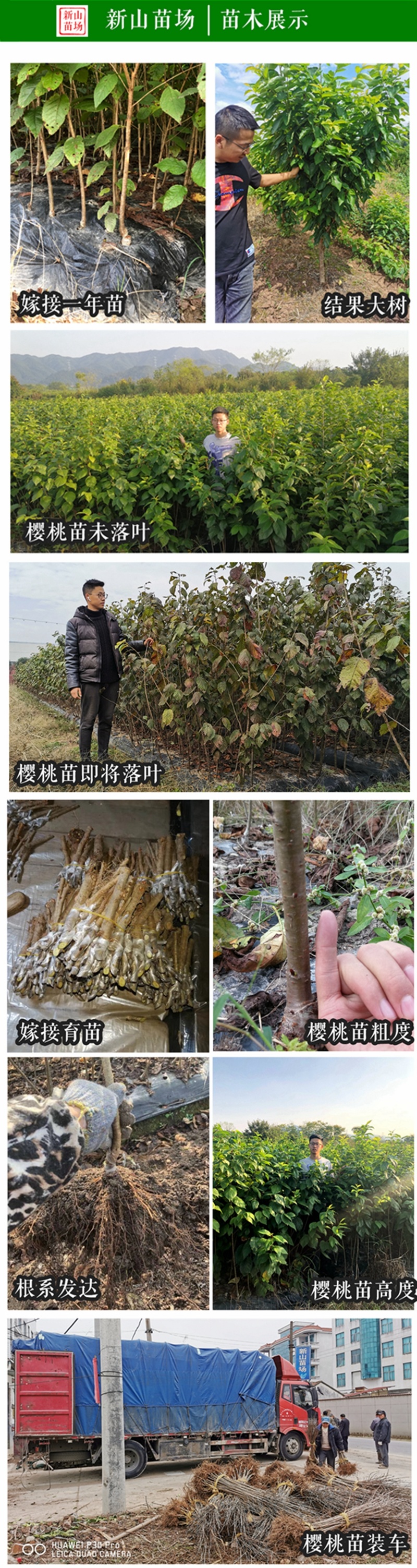 葛家坞早熟樱桃苗葛家坞樱桃树苗南方种嫁接樱桃苗